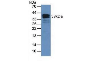 Figure. (Annexin a1 antibody  (AA 1-346))