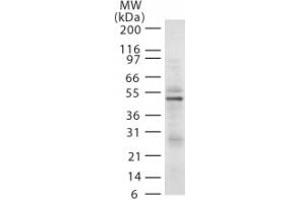 Image no. 1 for anti-E3 ubiquitin-protein ligase RAD18 (RAD18) (AA 402-414) antibody (ABIN208024) (RAD18 antibody  (AA 402-414))