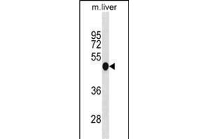 MOUSE Irf3 Antibody (N-term) (ABIN1881465 and ABIN2838961) western blot analysis in mouse liver tissue lysates (35 μg/lane). (IRF3 antibody  (N-Term))