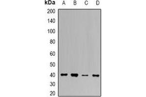 Western blot analysis of UROD expression in K562 (A), HepG2 (B), mouse liver (C), mouse kidney (D) whole cell lysates. (UROD antibody)