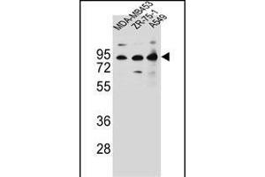 CTTNBP2NL Antibody (N-term) (ABIN656653 and ABIN2845894) western blot analysis in MDA-M,ZR-75-1,A549 cell line lysates (35 μg/lane). (CTTNBP2NL antibody  (N-Term))