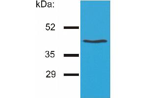 Western blotting analysis of HLA-G by the antibody MEM-G/4 on HLA-G1 transfectants (LCL-HLA-G1). (HLAG antibody)