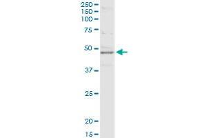 Immunoprecipitation of PPID transfected lysate using anti-PPID MaxPab rabbit polyclonal antibody and Protein A Magnetic Bead , and immunoblotted with PPID purified MaxPab mouse polyclonal antibody (B01P) . (PPID antibody  (AA 1-370))