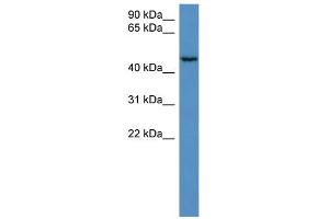 WB Suggested Anti-HAUS8 Antibody Titration: 0. (NYS48/HAUS8 antibody  (N-Term))