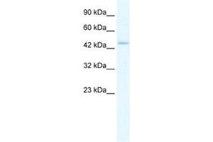 Western Blotting (WB) image for anti-Z-DNA Binding Protein 1 (ZBP1) antibody (ABIN2461412) (ZBP1 antibody)