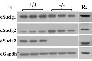 Western Blotting (WB) image for anti-Glyceraldehyde-3-Phosphate Dehydrogenase (GAPDH) antibody (ABIN2857072)