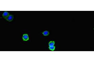 Immunofluorescent analysis of HepG2 cells using ABIN7160331 at dilution of 1:100 and Alexa Fluor 488-congugated AffiniPure Goat Anti-Rabbit IgG(H+L) (FAT Atypical Cadherin 2 (FAT2) (AA 123-314) antibody)