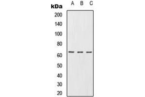 Western blot analysis of URI1 expression in Jurkat (A), Raw264. (URI1 antibody  (C-Term))