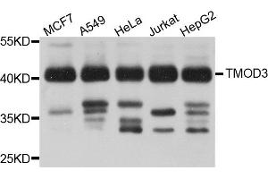 Western blot analysis of extracts of various cell lines, using TMOD3 antibody (ABIN5972684) at 1/1000 dilution. (TMOD3 antibody)