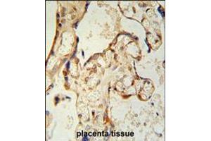 PON2 antibody immunohistochemistry analysis in formalin fixed and paraffin embedded human placenta tissue followed by peroxidase conjugation of the secondary antibody and DAB staining.