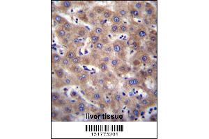 CDH19 Antibody immunohistochemistry analysis in formalin fixed and paraffin embedded human liver tissue followed by peroxidase conjugation of the secondary antibody and DAB staining.
