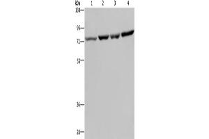Western Blotting (WB) image for anti-Poly(A) Binding Protein, Cytoplasmic 1 (PABPC1) antibody (ABIN2430438) (PABP antibody)