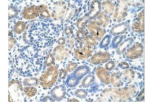 Image no. 1 for anti-Transcription Factor MafB (MAFB) (N-Term) antibody (ABIN203325) (MAFB antibody  (N-Term))