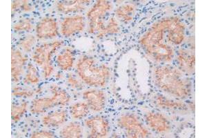 IHC-P analysis of Human Kidney Tissue, with DAB staining. (APOL1 antibody  (AA 1-238))