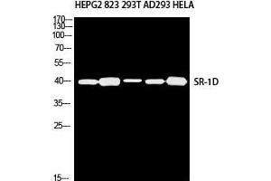 Western Blot (WB) analysis of HepG2 823 293T AD293 HeLa using SR-1D antibody. (5HT1D antibody)