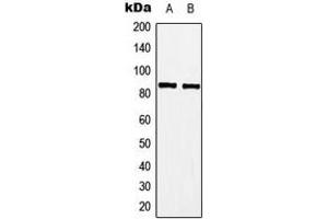 Western blot analysis of A-MYB expression in Jurkat (A), Raw264. (MYBL1 antibody  (Center))