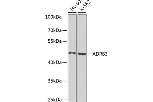 ADRB3抗体（AA 1-100）