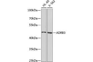 Western blot analysis of extracts of various cell lines, using  antibody (ABIN6134011, ABIN6136599, ABIN6136600 and ABIN6224718) at 1:1000 dilution. (ADRB3 antibody  (AA 1-100))