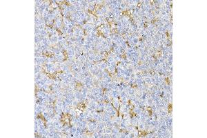 Immunohistochemistry of paraffin-embedded mouse kidney using TOM20 Rabbit mAb (ABIN7268554) at dilution of 1:100 (40x lens). (TOMM20 antibody  (AA 20-145))
