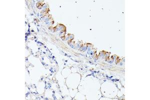Immunohistochemistry of paraffin-embedded mouse lung using HSPB11 antibody (ABIN7267591) at dilution of 1:100 (40x lens).