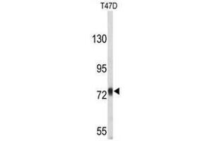 Western blot analysis of APP-pY756 in T47D cell line lysates (35µg/lane). (APP antibody)