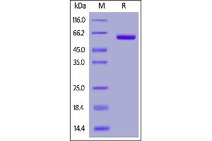 2019-nCoV (COVID-19) S protein RBD, Fc Tag (MALS verified) on SDS-PAGE under reducing (R) condition.