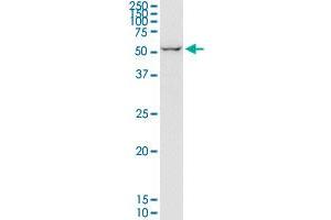 EIF2D monoclonal antibody (M05), clone 2D10. (EIF2D antibody  (AA 485-584))