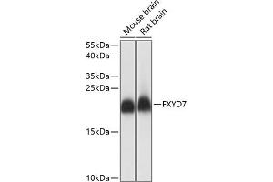 Western blot analysis of extracts of various cell lines, using FXYD7 antibody (ABIN7267280) at 1:1000 dilution.