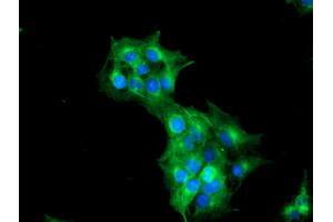 Anti-TUBAL3 mouse monoclonal antibody (ABIN2455274) immunofluorescent staining of COS7 cells transiently transfected by pCMV6-ENTRY TUBAL3 (RC216194). (TUBAL3 antibody  (AA 150-446))