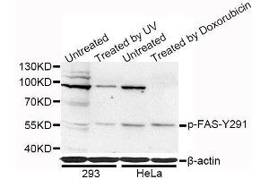 Western blot analysis of extracts of 293 and HeLa cells, using Phospho-FAS-Y291 antibody (ABIN5969870) at 1/1000 dilution. (FAS antibody  (pTyr291))