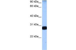 WB Suggested Anti-STAU1  Antibody Titration: 0. (STAU1/Staufen antibody  (N-Term))