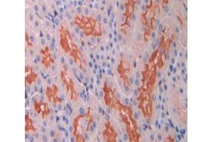 Used in DAB staining on fromalin fixed paraffin- embedded Kidney tissue (TLR9 antibody  (AA 496-772))