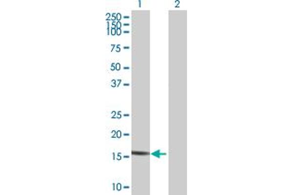 CEACAM21 antibody  (AA 1-191)
