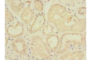 Immunohistochemistry of paraffin-embedded human kidney tissue using ABIN7171504 at dilution of 1:100 (TAPBPL antibody  (AA 201-468))