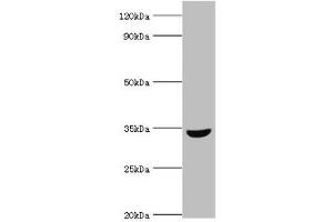 Western blot All lanes: MSI2 antibody at 10 μg/mL + HepG2 whole cell lysate Secondary Goat polyclonal to rabbit IgG at 1/10000 dilution Predicted band size: 36, 29, 18 kDa Observed band size: 36 kDa (MSI2 antibody  (AA 1-80))