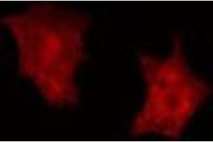 ABIN6275669 staining HepG2 cells by IF/ICC. (ATP6V1C2 antibody  (Internal Region))