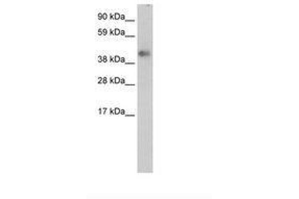 ZNF620 antibody  (AA 324-373)
