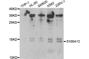Western Blotting (WB) image for anti-S100 Calcium Binding Protein A12 (S100A12) antibody (ABIN1876516) (S100A12 antibody)