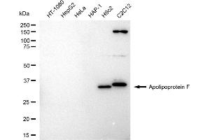 anti-Apolipoprotein F (APOF) antibody