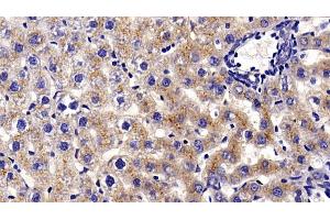 Detection of PSAP in Rat Liver Tissue using Polyclonal Antibody to Prosaposin (PSAP)