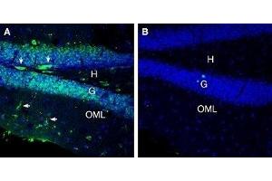 Expression of 5HT7 Receptor in mouse hippocampus - Immunohistochemical staining of perfusion-fixed frozen mouse brain sections with Anti-5HT7 Receptor/HTR7 (extracellular) Antibody (ABIN7042876, ABIN7045292 and ABIN7045293), (1:300), followed by goat anti-rabbit-AlexaFluor-488. (HTR7 antibody  (Extracellular, N-Term))