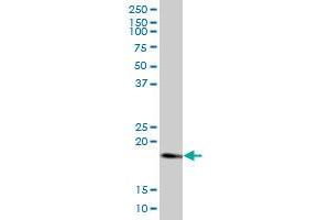 RHEB MaxPab polyclonal antibody. (RHEB antibody  (AA 1-184))