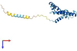 AlphaFold protein structure predicition of Human Recombinant SLC7A5P1 Protein, UniprotID Q8MH63 (SLC7A5P1 Protein (AA 1-180) (His tag))