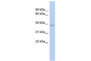 Western Blot showing SOX7 antibody used at a concentration of 1. (SOX7 antibody  (Middle Region))