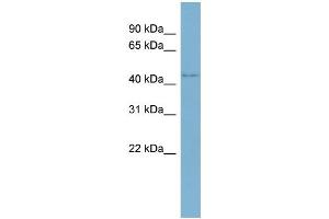 WB Suggested Anti-WDR8 Antibody Titration:  0. (WDR8 antibody  (Middle Region))