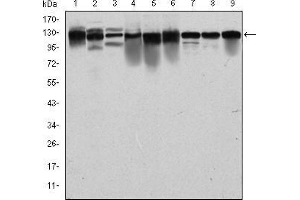 MCM2 antibody