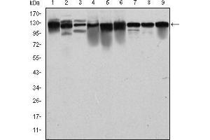 Western blot analysis using MCM2 mouse mAb against PC-12 (1), Cos7 (2), NIH/3T3 (3), HepG2 (4), HEK293 (5), K562 (6), Jurkat (7), Hela (8) and MCF-7 (9) cell lysate. (MCM2 antibody)