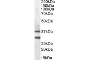 Western Blotting (WB) image for anti-Melanocortin 5 Receptor (MC5R) (N-Term) antibody (ABIN2464172) (MC5 Receptor antibody  (N-Term))