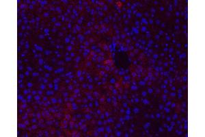 Immunofluorescence analysis of paraffin-embedded mouse liver using CYCS Polyclonal Antibody at dilution of 1:500. (Cytochrome C antibody)