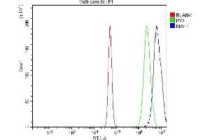 Flow Cytometry analysis of A431 cells using anti-MAFF antibody (ABIN7599317). (MafF antibody  (AA 1-37))